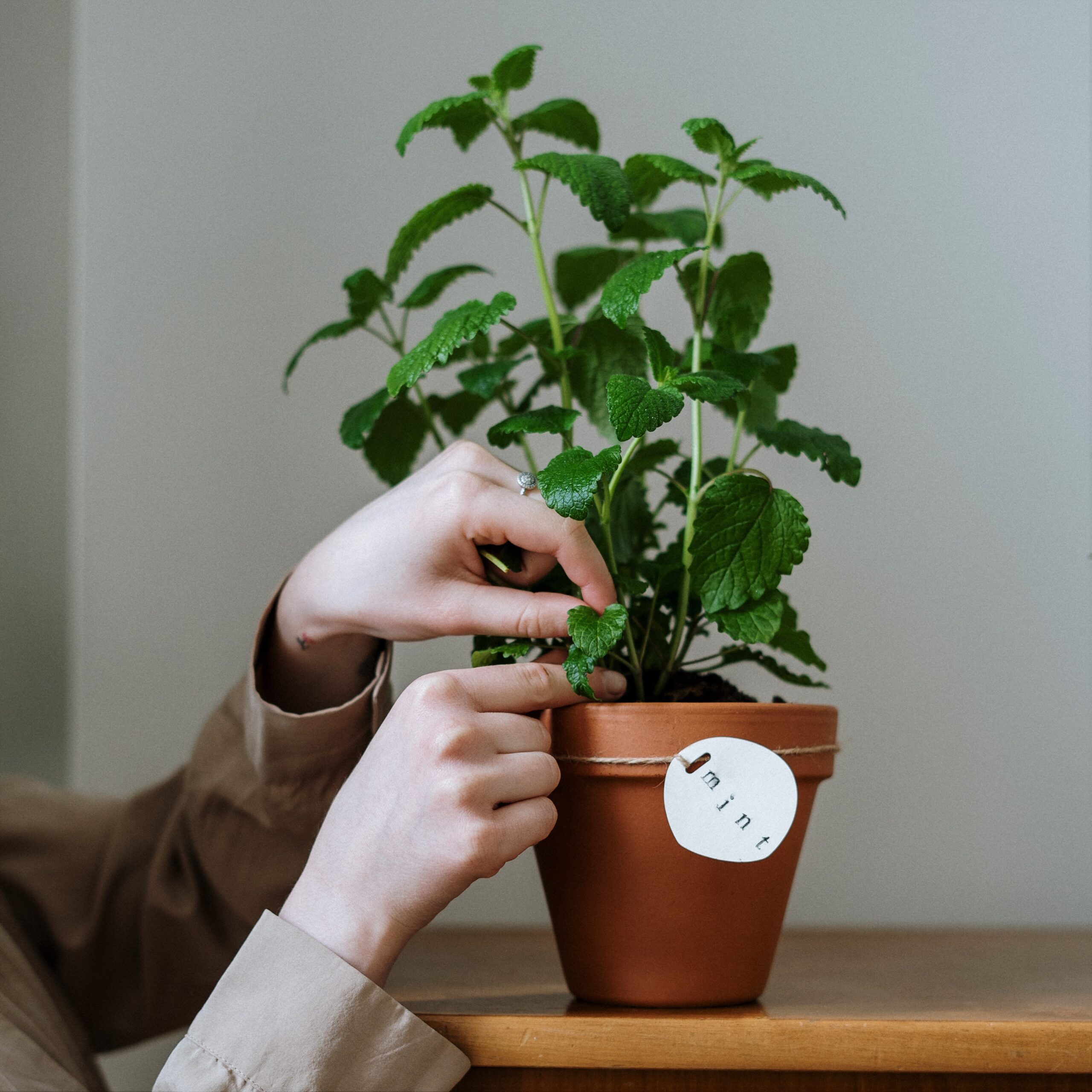 Cuisine méditerranéenne: menthe fraîche